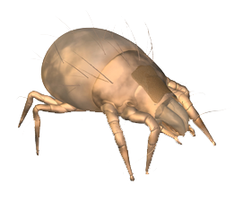 Dedetização de ácaro no Ipiranga