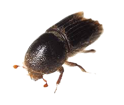 Dedetização de broca de madeira no Ipiranga