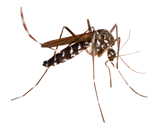 Dedetização de mosquito da dengue no Tucuruvi