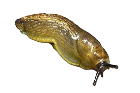 Dedetização de lesmas no Ipiranga