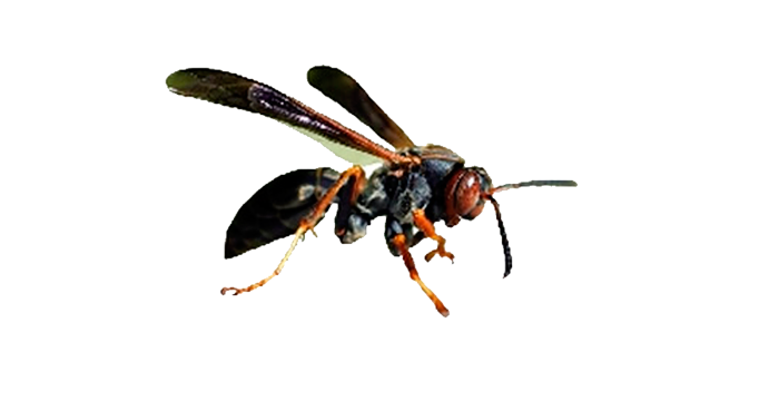 Dedetização de marimbondo no Ipiranga