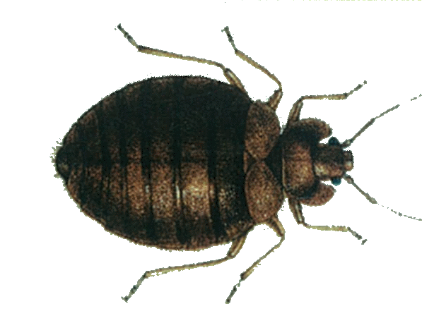 Dedetização de percevejo no Ipiranga Dedetização de percevejo no Ipiranga