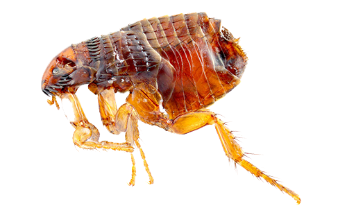 Dedetização de pulgas no Ipiranga