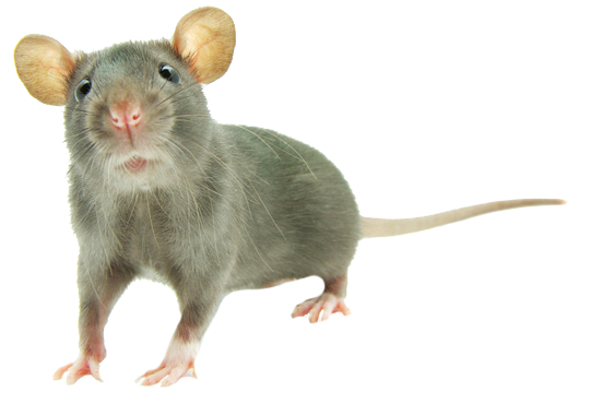 Dedetização de ratos no Brooklin